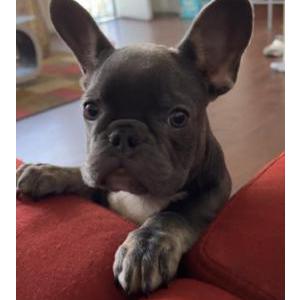 Image of Gwuapo, Lost Dog
