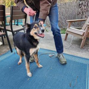 Image of Mylo, Found Dog
