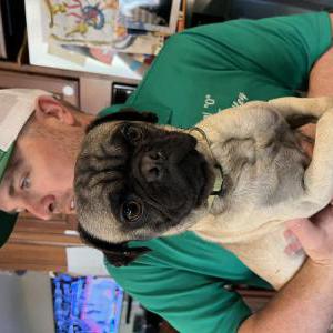 Image of Brian, Found Dog