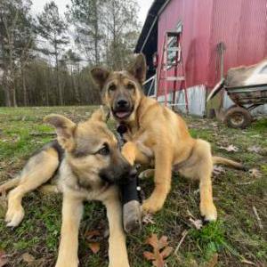 Lost Dog No name yet