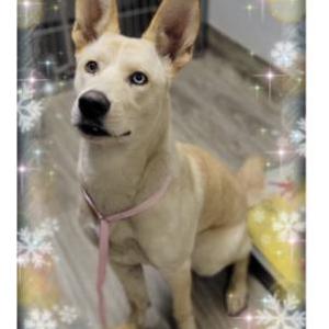 Image of Grace, Lost Dog