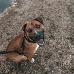Image of Radar, Lost Dog