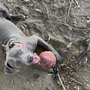 Image of Rocky, Lost Dog
