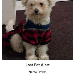 Lost Dog Pablo