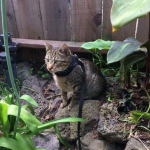 Image of Cosmo, Lost Cat