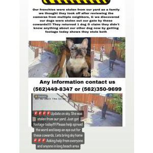 Image of Sky, Lost Dog
