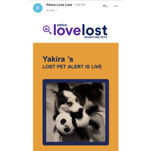 Image of Yakira, Lost Dog