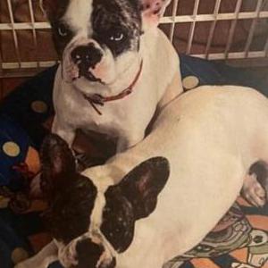 Image of Diamond & Pearl, Lost Dog