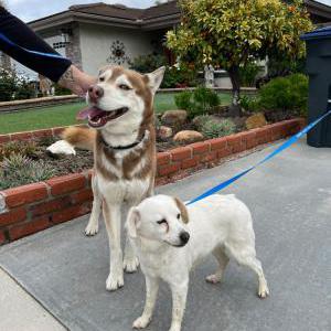 Image of Huskie & white dog, Found Dog