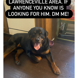 Image of Uknown, Found Dog