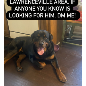 Found Dog Uknown