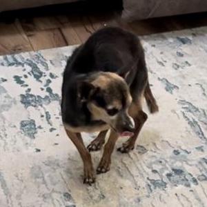 Image of Unknown, Found Dog