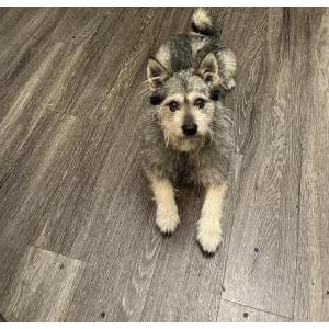 Image of Jax, Lost Dog