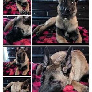 Image of Addie, Lost Dog