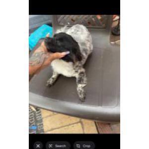 Image of Camuy, Lost Dog