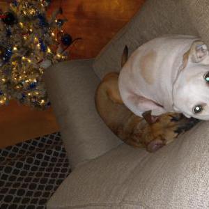 Image of Harold, Lost Dog