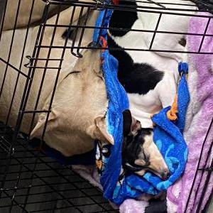 Image of Biff, Lost Dog