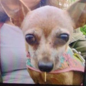 Image of Leelou, Lost Dog