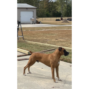 2nd Image of Lincoln, Lost Dog