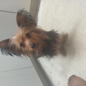 Lost Dog Yorkie