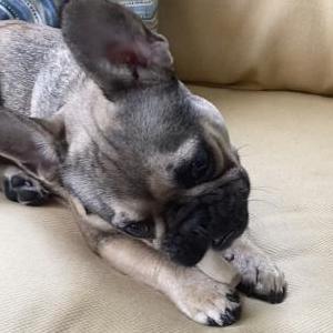Lost 1 Peter Parker (FL)