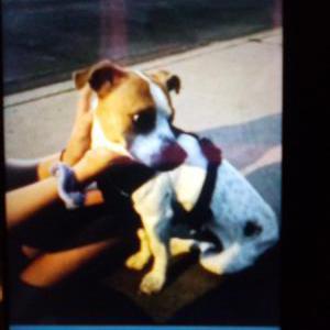 Image of FORD, Lost Dog