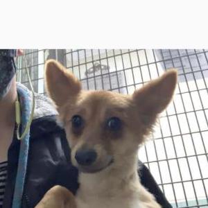 Lost 1 Panda (CA)