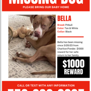 Lost Dog Bella
