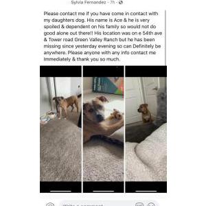 Image of Ace, Lost Dog