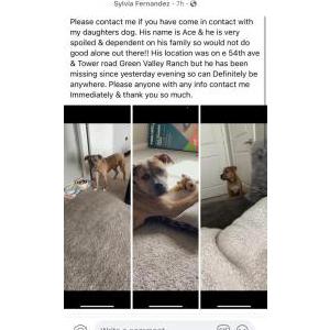 Lost Dog Ace