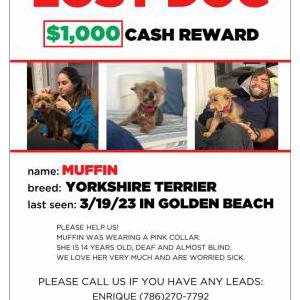 Lost Dog Muffin