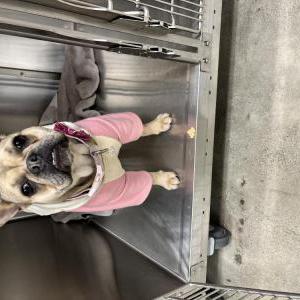 Image of Unknown, Found Dog