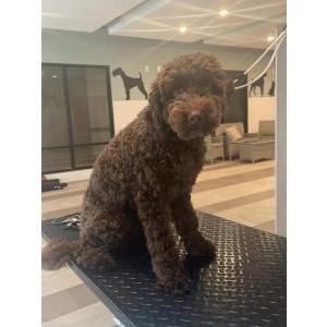 Lost Dog Parker