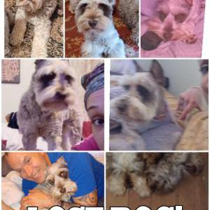 Lost 1 Fancy,MiniSchnauzer (TN)
