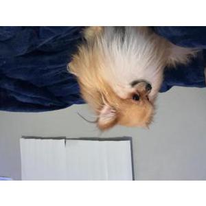 Image of Erick, Lost Dog