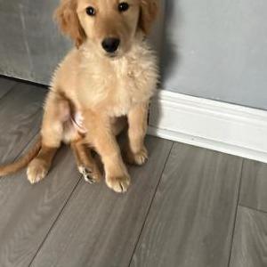 Image of Polo, Lost Dog