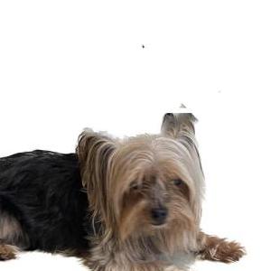 Image of Diva, Lost Dog