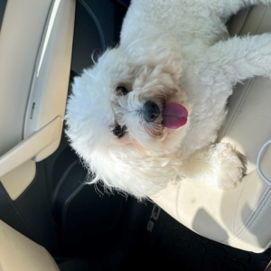 Lost 1 Millie (TX)