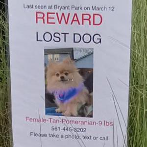 Lost Dog Lulabelle