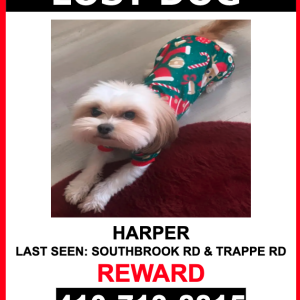 Lost Dog Harper