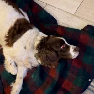 Image of Brodee, Lost Dog