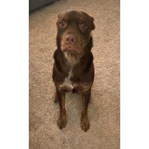 Image of Watson, Lost Dog