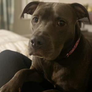 Image of Montana, Lost Dog