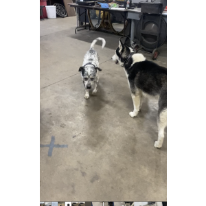 Image of Oreo & lucky, Lost Dog