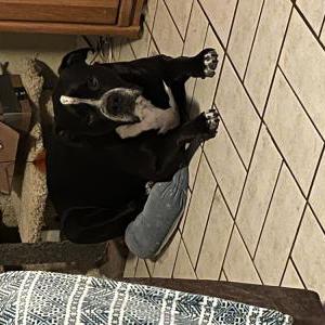 Lost Dog Jameson