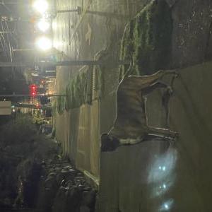 Image of 1484AX, Found Dog