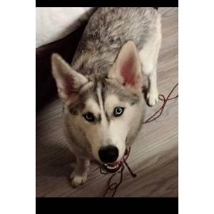 Lost Dog akita