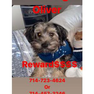 Lost Dog Oliver