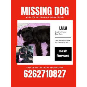 Image of Laila, Lost Dog