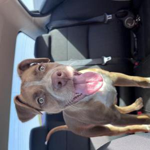 Image of Megan, Lost Dog
